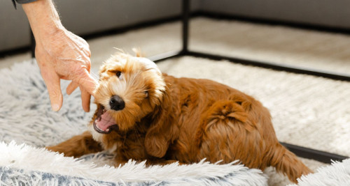 Puppy nipping and biting