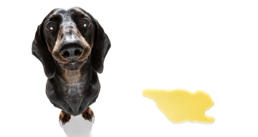 Puppy in need of toilet training