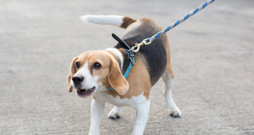 Reactive Beagle barks at a stranger