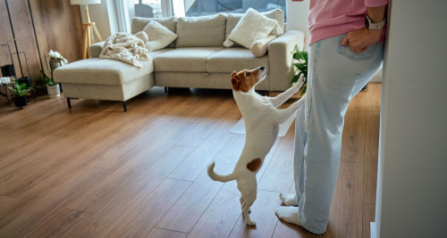 Small dog jumping and begging for treats