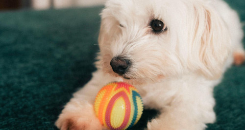 Small white dog guarding their ball