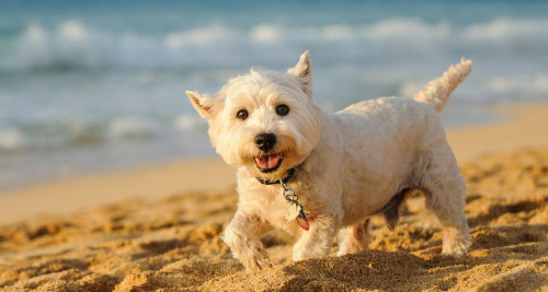 Small white dog walking on the beach