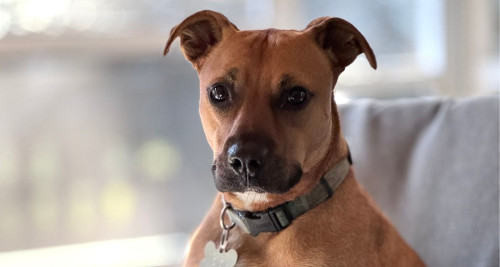 Terrier Mix dog sitting on a porch bench