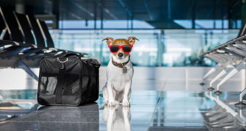 Bark Busters Tips for Traveling with Your Dog