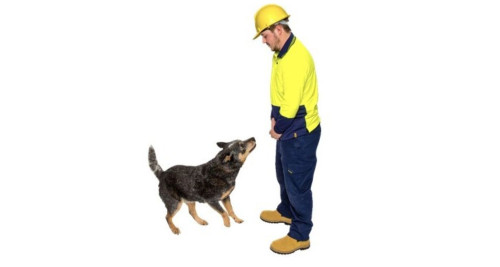 Stand Rite No Bite Dog Safety Program