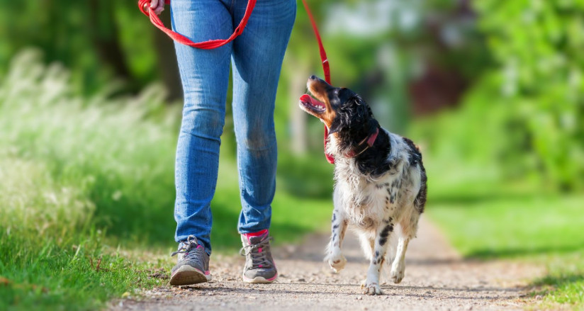 Owner Taking Dog on Walk on Leash