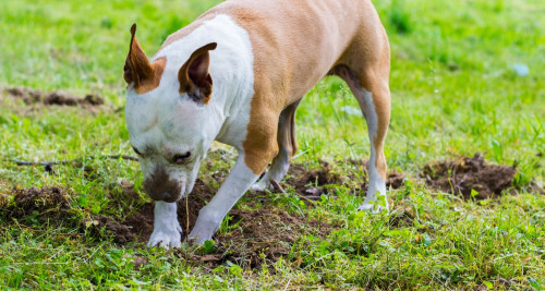 Dog digging holes  in the backyard