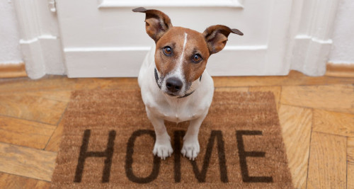 Dog on Home Welcome Mat