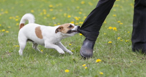 Dog Pulling on Pants