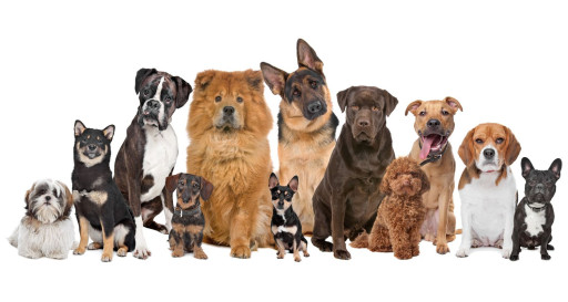 Large Group of Dogs of Various Breeds