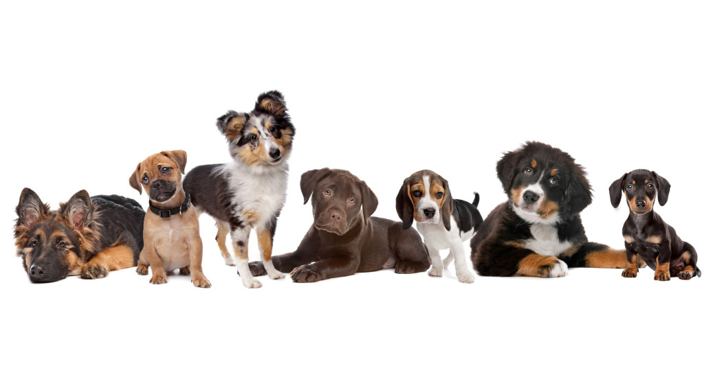 Puppies__ScaleWidthWzEwMjRd