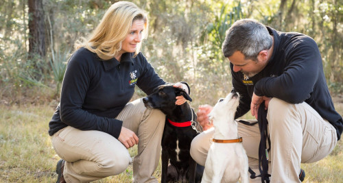 Bark Busters Dog Trainers Training Two Dogs