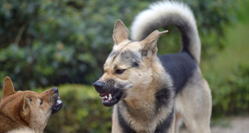 An example of Bark Busters Home Dog Training for aggressive dogs.
