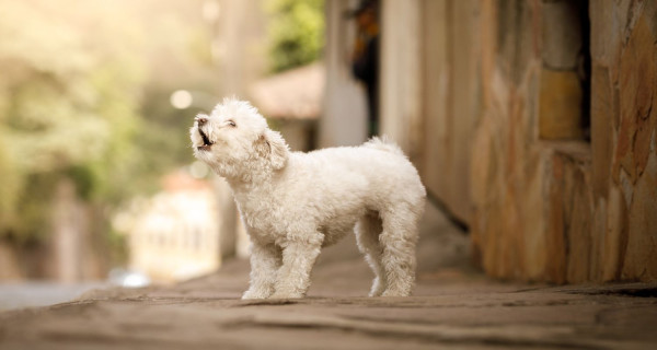 Small white dog barking