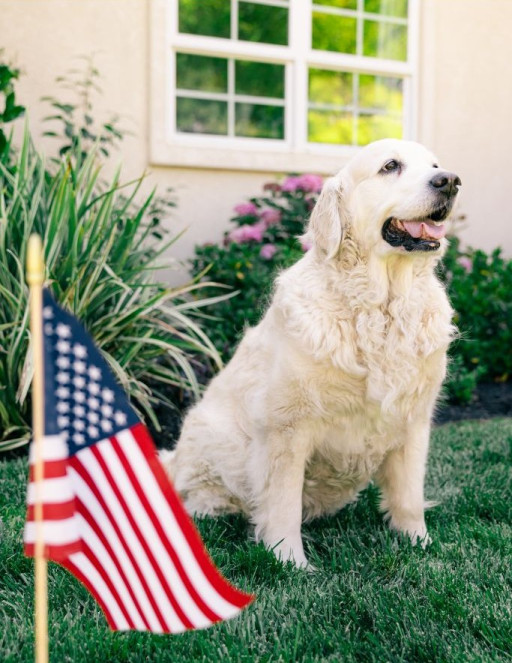 Professionally trained golden retriever sits in the front yard during summer celecrations