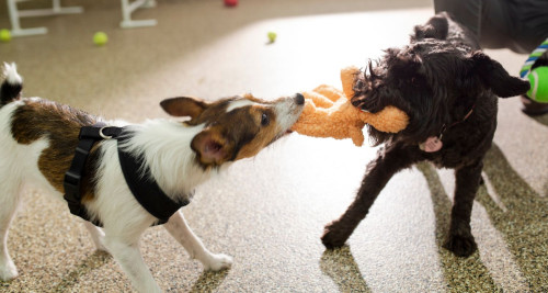 Two dogs are playing tug-of-war with a toy