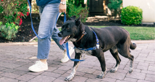 Dog calmily walks on a leash with owner