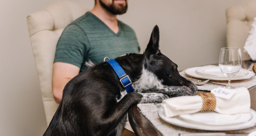 Dog jumps on dinner table to reach food scraps