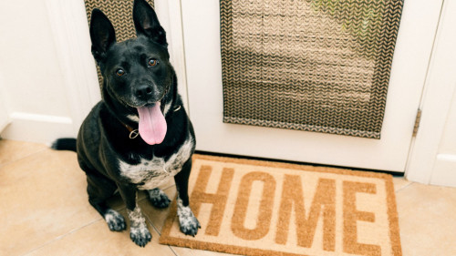 Dog standing on welcome mat