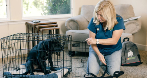 Dog trainer crate training a black labrador puppy