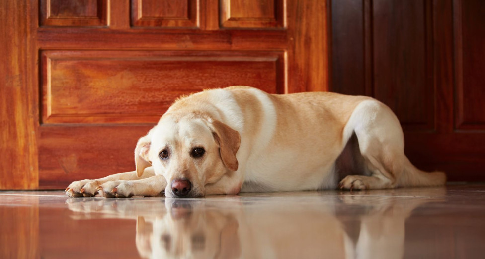 Dog with anxiety Bark Busters Home Dog Training