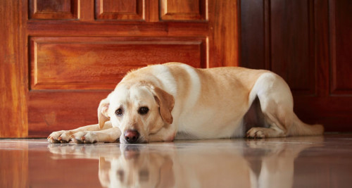 Dog with anxiety Bark Busters Home Dog Training