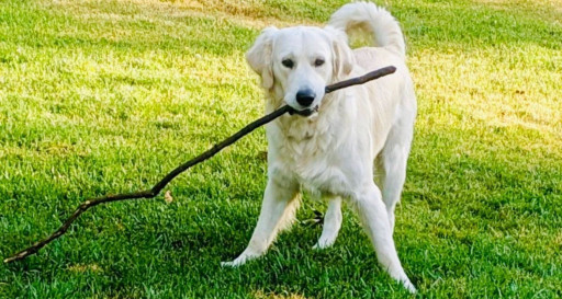 Golden Retriever resource guarding a stick