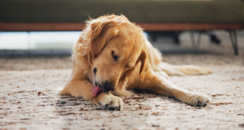 Golden Retriever with compulsive behaviors licking paws