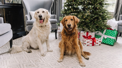 Golden retrievers in front of a Christmas tree with presents
