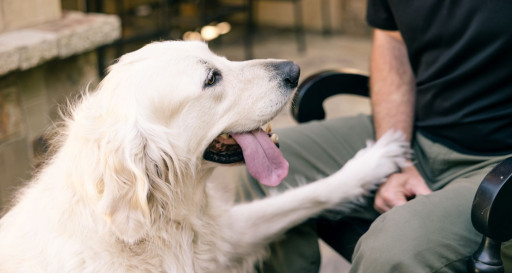 Golden retrievier pawing owner for attention