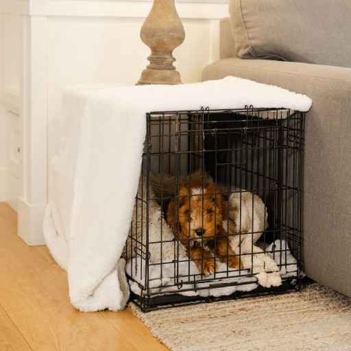 Goldendoodle puppy learning how to use a crate