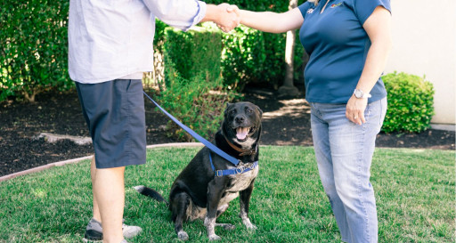 Man and woman shake hands and meet for a dog training lesson