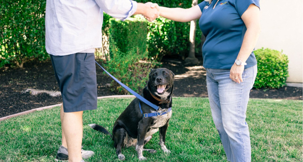 Man and woman shake hands and meet for a dog training lesson