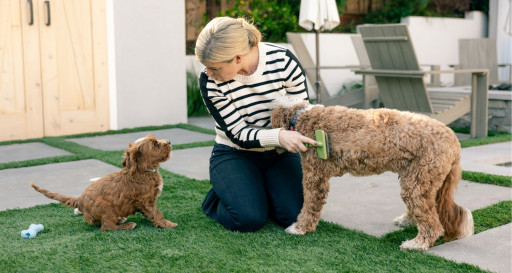 Puppy is competing for owners attention while another dog is groomed