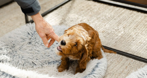 Puppy nippig and biting owners fingers