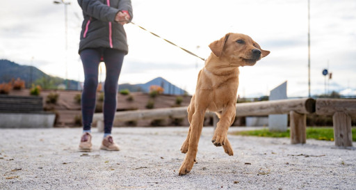 Reactive dog pulling on leash
