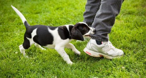 Small dog biting and tugging a pant leg