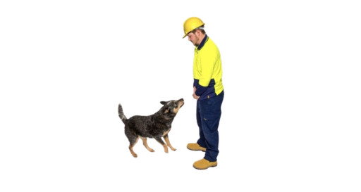Dog Bite Prevention Training