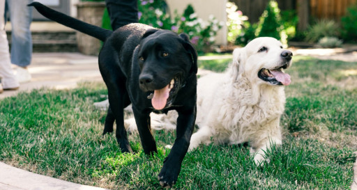 Two happy dogs haning out in the backyard