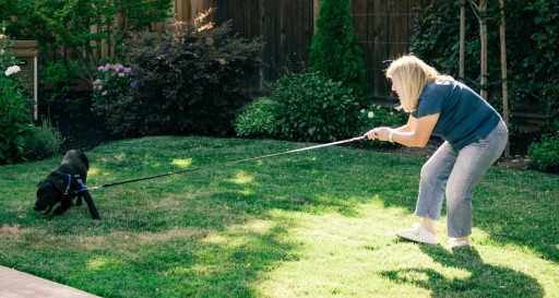 Young puppy pulls on a leash while walking in the backyard