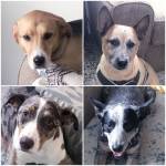 Photo of Juno, Yeti, Echo, Ruger, Maui