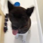 Photo of Echo and Aria