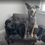 Photo of Brody & Shadow