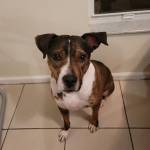 Photo of Harley, Ruby & Loki