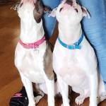 Photo of Lexi & Louie