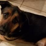 Photo of Simba/Tessa