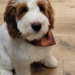 Photo of Milo, Biggie and Casper