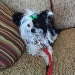 Photo of Jia and Schatzi