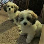 Photo of Dash, Periwinkle and Zola