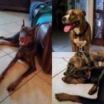 Photo of Zeus, Chloe & Ginger